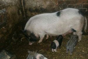 Кармала - гібридна свиня Кармала - гібридна свиня